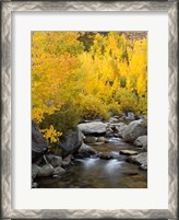 Framed California, Eastern Sierra Bishop Creek During Autumn