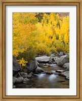 Framed California, Eastern Sierra Bishop Creek During Autumn