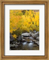 Framed California, Eastern Sierra Bishop Creek During Autumn