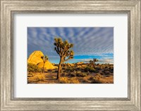 Framed Joshua Tree National Park, California