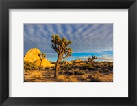 Framed Joshua Tree National Park, California