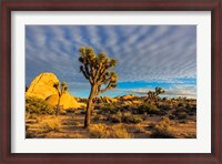 Framed Joshua Tree National Park, California