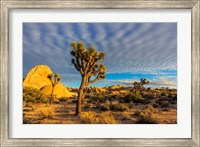 Framed Joshua Tree National Park, California
