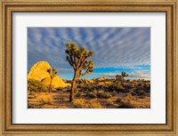 Framed Joshua Tree National Park, California