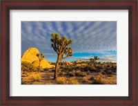 Framed Joshua Tree National Park, California