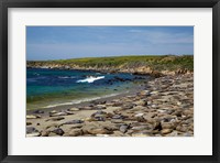 Framed Northern Elephant Seals, California