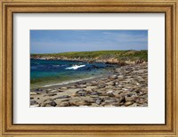 Framed Northern Elephant Seals, California