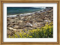 Framed Northern Elephant Seals Sun Bathing In Cali