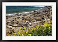Framed Northern Elephant Seals Sun Bathing In Cali