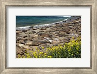 Framed Northern Elephant Seals Sun Bathing In Cali