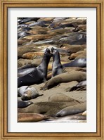 Framed Northern Elephant Seals Fighting, California