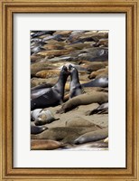 Framed Northern Elephant Seals Fighting, California