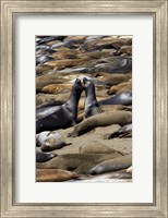 Framed Northern Elephant Seals Fighting, California