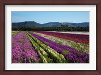 Framed Santa Barbara Flower Fields, California