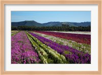 Framed Santa Barbara Flower Fields, California