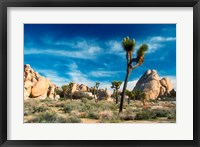 Framed Joshua Trees With Granite Rocks