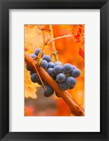 Framed Dew Covered Grapes In Napa Valley