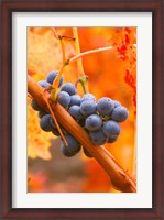 Framed Dew Covered Grapes In Napa Valley