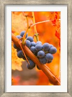 Framed Dew Covered Grapes In Napa Valley