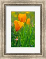 Framed California Golden Poppies