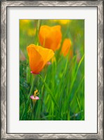 Framed California Golden Poppies