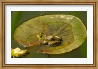 Framed Californian Frog On A Lilypad