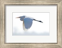 Framed Great Flying Egret