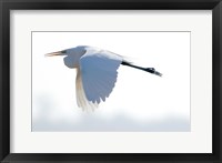 Framed Great Flying Egret