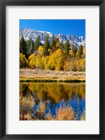 Framed Yosemite's Mount Dana