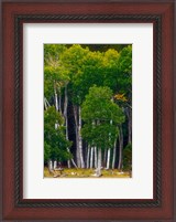 Framed Pre-Autumn Aspens