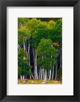 Framed Pre-Autumn Aspens