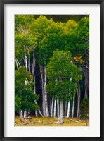 Framed Pre-Autumn Aspens