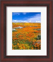 Framed California Poppy Reserve Near Lancaster, California