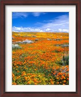 Framed California Poppy Reserve Near Lancaster, California