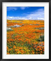 Framed California Poppy Reserve Near Lancaster, California