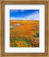 Framed California Poppy Reserve Near Lancaster, California