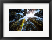 Framed Upward View Of Trees In The Redwood National Park, California