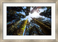 Framed Upward View Of Trees In The Redwood National Park, California