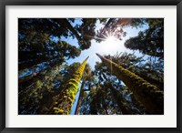 Framed Upward View Of Trees In The Redwood National Park, California