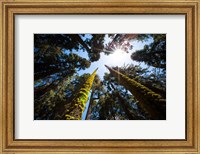 Framed Upward View Of Trees In The Redwood National Park, California