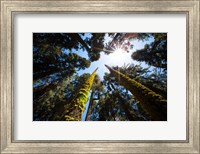 Framed Upward View Of Trees In The Redwood National Park, California