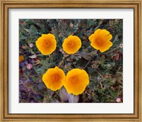 Framed Yellow Desert Flowers