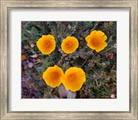 Framed Yellow Desert Flowers