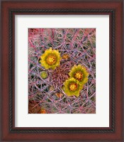 Framed Close Up Of California Poppies