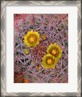 Framed Close Up Of California Poppies