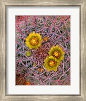 Framed Close Up Of California Poppies