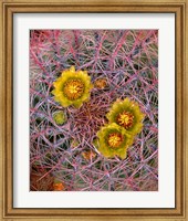 Framed Close Up Of California Poppies