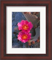 Framed Cactus Flowers In Spring