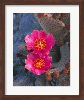 Framed Cactus Flowers In Spring