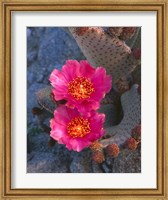 Framed Cactus Flowers In Spring